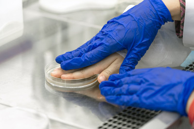 在微生物实验室设置的一个可疑的通风柜内，实验室技术人员的手从培养皿中取细菌样本