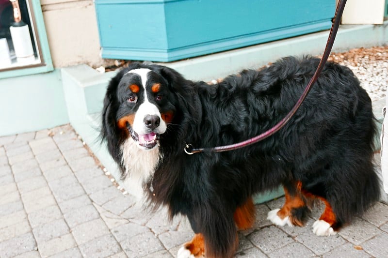 伯尔尼兹山犬