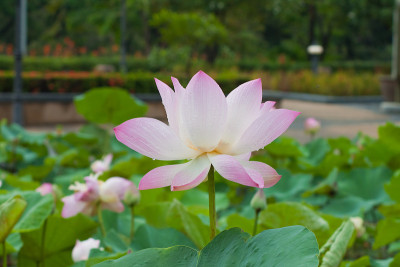 美丽的荷花与水