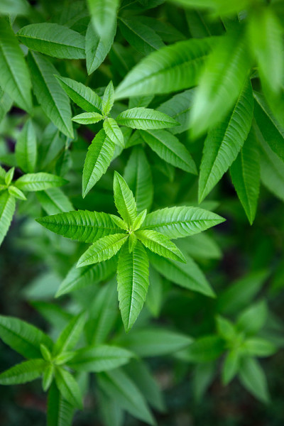 柠檬马鞭草准备收获