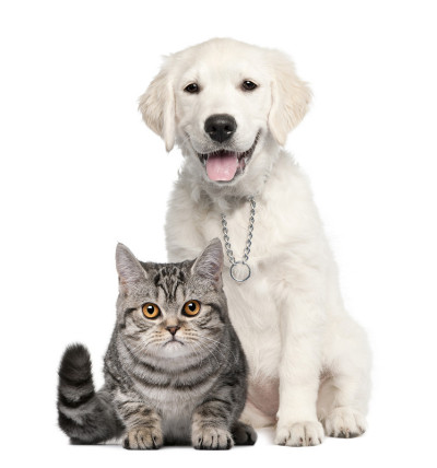 金毛猎犬和英国短毛猫