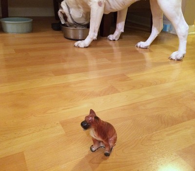 拳犬雕像在真正的拳犬面前