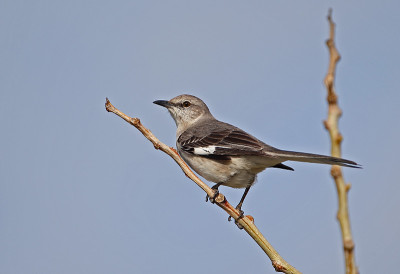 Northern Mockingbird