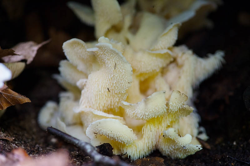 布纳哈里塔克蘑菇 - 米科利普托诺肽艾奇索尼