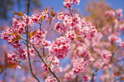 樱花