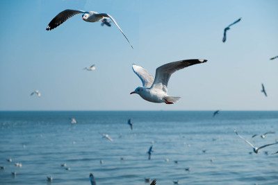 海鸥在泰国邦浦飞翔