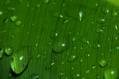 小雨打在叶