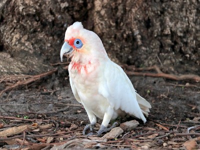 族Corella