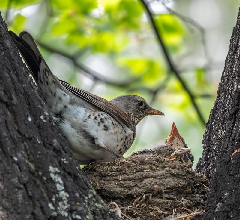 画眉野菜，Turdus pilaris，和小鸡在一个巢里