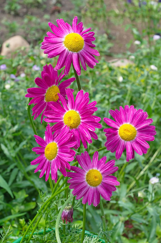 粉红色雏菊除虫菊