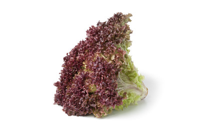 罗洛·莱特斯