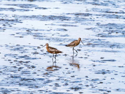 两只成年斑尾godwits, Limosa lapponica，在荷兰瓦登海低潮的泥滩上进食