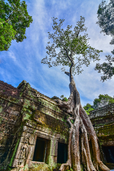 在Cambodi的Angkor Wat的Ta Prohm Temple