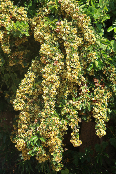 Combretum deciduum