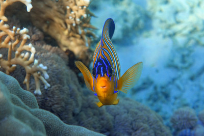 皇家或帝王天使鱼(Pygoplites diacanthus) -红海