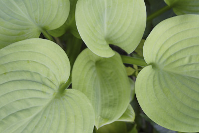 玉簪属草本植物叶