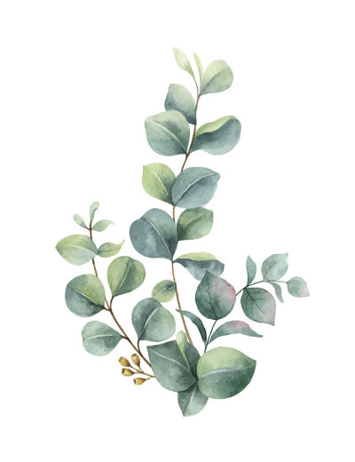水彩手绘绿色桉树花束。花插图孤立在白色背景上。