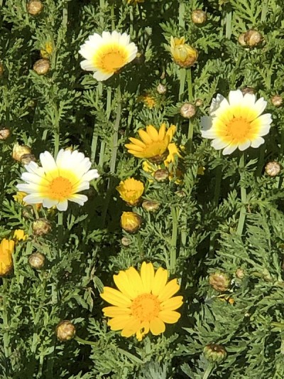 黄色和白色的雏菊
