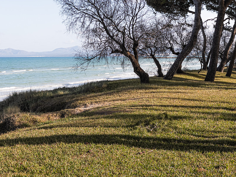 巴利阿里群岛马略卡岛(Mallorca)莫罗海滩(Playa de Muro)旁的松树