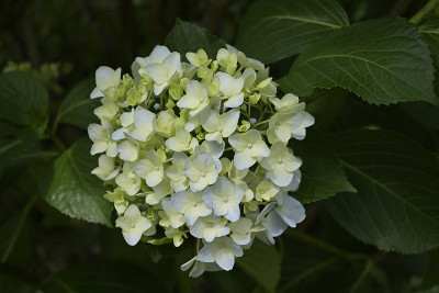 绣球花盛开在东京，Kodaira，日本(2021年)