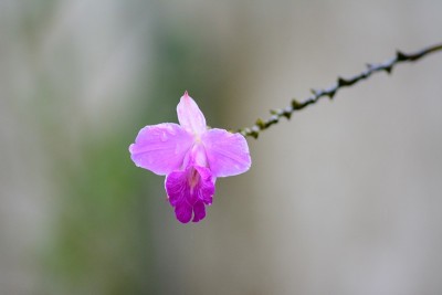美丽的兰花