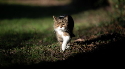 走猫