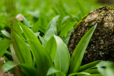 野生大蒜草