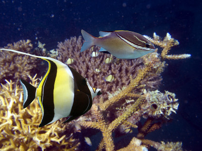 coralfish