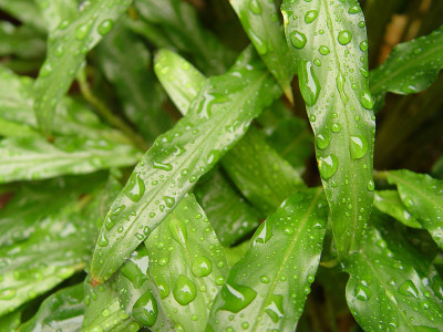 小雨打在Calathea