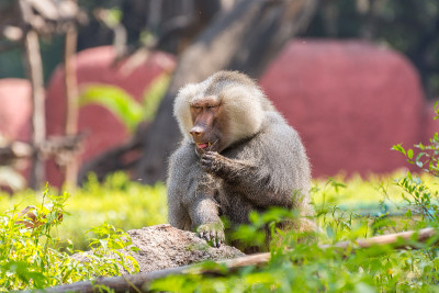 An adult male hamadryas baboon sitting on rock  in