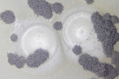 曲霉菌和酵母实验室微生物学研究。