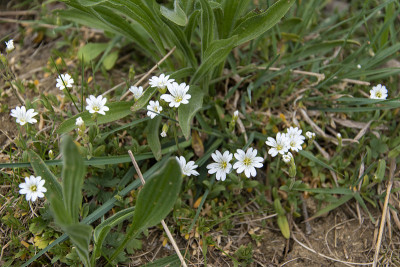 常见的星草，星草，也被称为chickweed，是康乃馨科石竹科的一种植物。