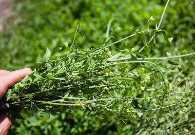 荠菜(Capsella bursa-pastoris, L.)是一种草本植物，属于甘蓝科(Brass