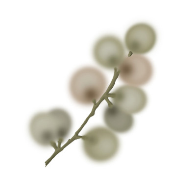 图花植物。孤立在白色背景上。
