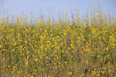 野生芥菜野花在干溪地区公园，海沃德，加州