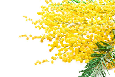 含羞草