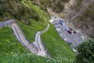 水仙花，日本兵库县淡路岛