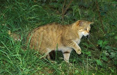 欧洲野猫，有腿的野猫