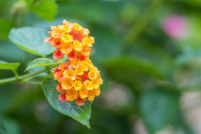 马缨丹的花