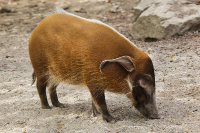 红河猪(Potamochoerus porcus)