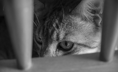猫的外观