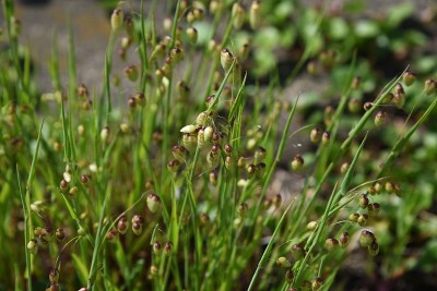 大颤草