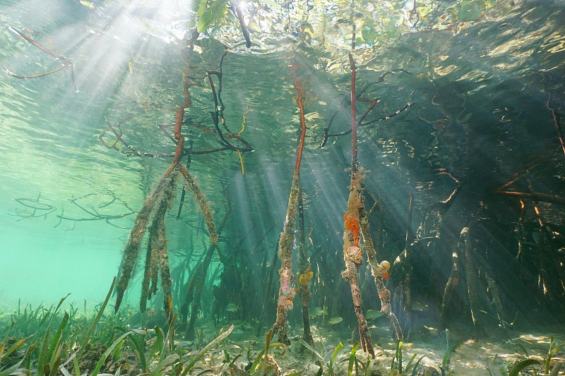 阳光透过水面和红树林的根