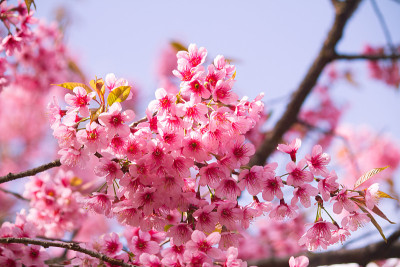 樱花