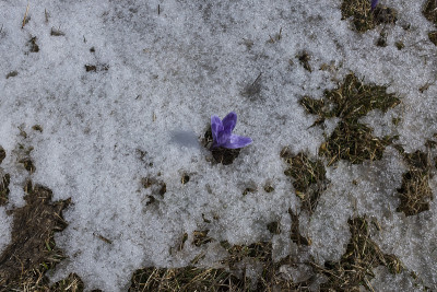 雪中的番红花