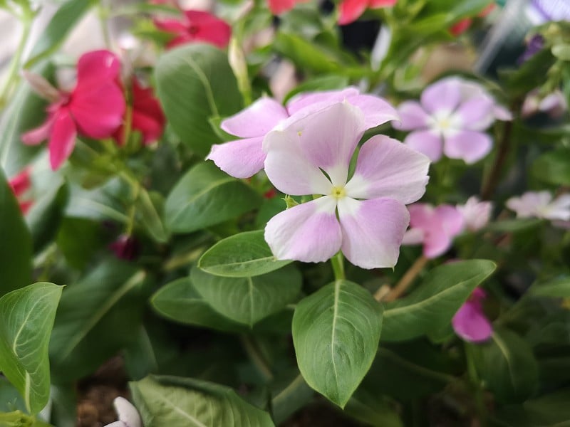 Cayenne Jasmine，长春花，Catharanthus rosea，马达加斯加长春花，长春