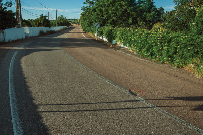道路和开花的绿树