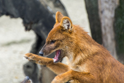 Dhole(高山熊)