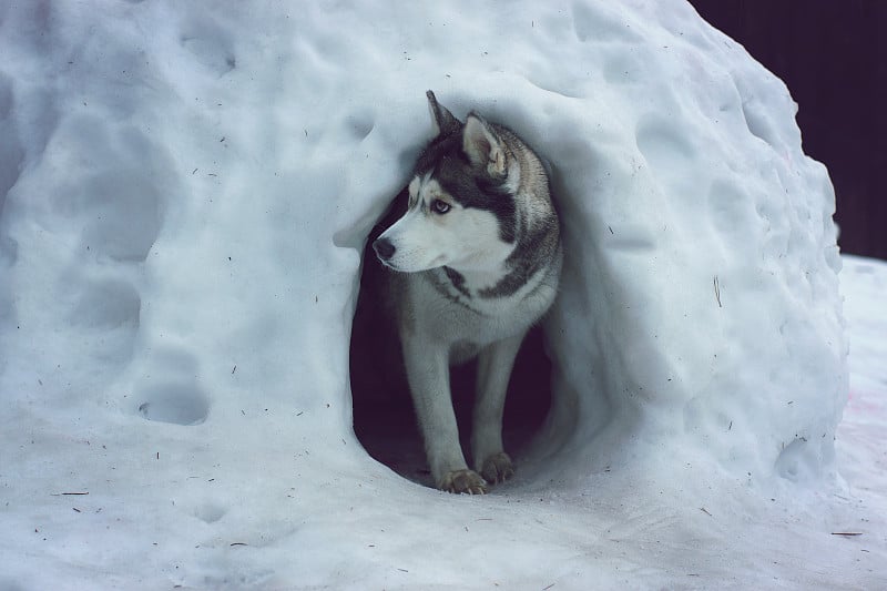 一只哈士奇犬从爱斯基摩人的雪洞里钻出来。