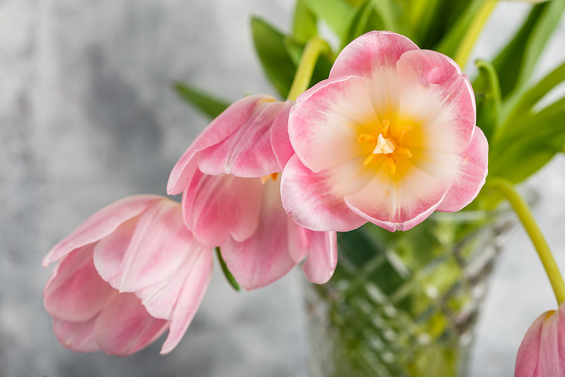 粉色郁金香花